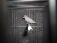 /album/pardal-de-java/java-branco-jpg/